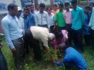 Sapling plantation